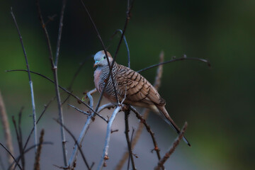 Peaceful Dove perched on dry branches