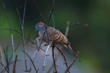 Peaceful Dove perched on dry branches