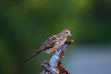 Peaceful Dove perched on dry branches