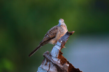 Peaceful Dove perched on dry branches