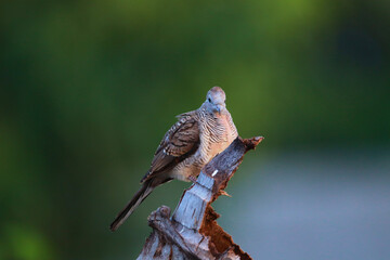 Peaceful Dove perched on dry branches