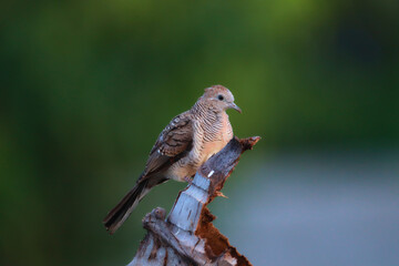 Peaceful Dove perched on dry branches