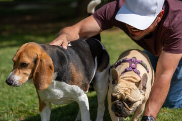  Owner hugs his beagle and French bulldog dogs in a city park