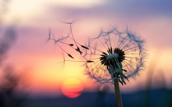  A delicate dandelion seed head releases its fluffy seeds into the air. Against the backdrop of a warm sunset sky, they drift away.