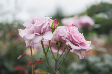 庭の薄紫のバラとつぼみ