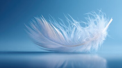Serene White Feather on Blue Background