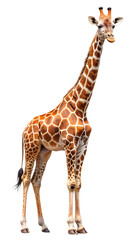 Fototapeta premium giraffe isolated on white background,PNG