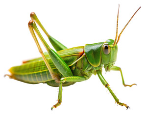 Fototapeta premium green grasshopper isolated on white background,PNG