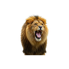 Obraz premium Majestic lion facing forward with thick mane and a focused expression.