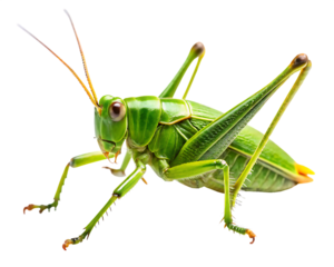 green grasshopper isolated on white background,PNG