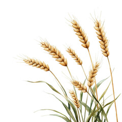 Watercolor style wheat stalks, soft brush strokes, isolated on white background. PNG