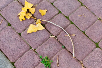 autumn leaves on a stone