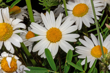 Margeriten