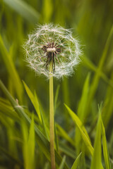 Fototapeta premium Field plants on a sunny day in June. Blurred background, close-up.