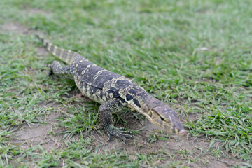 A majestic water monitor lizard rests on a lush green lawn in a public park, its scaly skin...