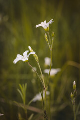 Field plants on a sunny day in June. Blurred background, close-up.