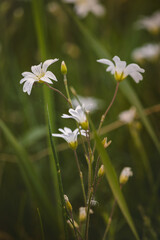 Field plants on a sunny day in June. Blurred background, close-up.