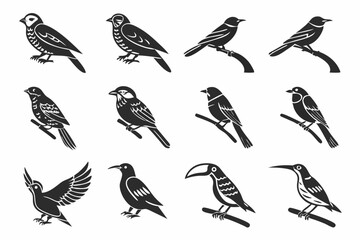 Obraz premium set of birds