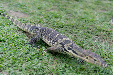 A majestic water monitor lizard rests on a lush green lawn in a public park, its scaly skin glistening under the sunlight. With its long tail, forked tongue, and muscular limbs, the lizard exudes