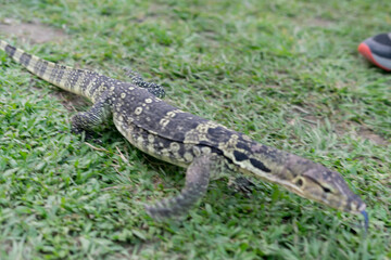 A majestic water monitor lizard rests on a lush green lawn in a public park, its scaly skin glistening under the sunlight. With its long tail, forked tongue, and muscular limbs, the lizard exudes