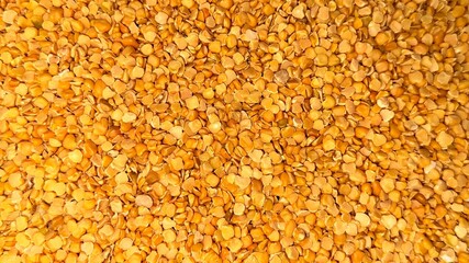 Close up shows a dense layer of split yellow peas covering the entire space