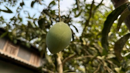 Immature green mango hangs gracefully from its branch in a lush, natural setting