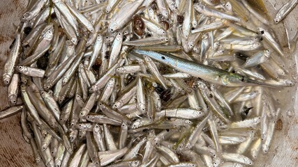 Many small minnow fish fill a water container, showcasing one needlefish amongst them