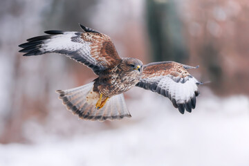 Common buzzard (Buteo buteo) flying low in snowy forest, wings spread, intense gaze, sharp feathers, winter scene, wildlife, action, natural habitat, focused raptor, dynamic composition.