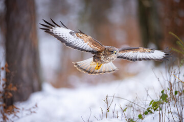 Common buzzard (Buteo buteo) flying low in snowy forest, wings spread, intense gaze, sharp...