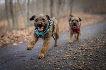 Two Border Terriers (Canis lupus familiaris) running on a forest path, blue and red harnesses, autumn leaves, joyful energy, natural outdoor scene, focus on dogs, blurred background.