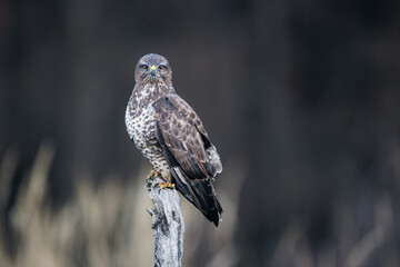 Common buzzard (Buteo buteo) perched on dry branch, sharp gaze, brown and white plumage, dark background, wildlife, bird of prey, nature, close-up, majestic, detailed portrait.