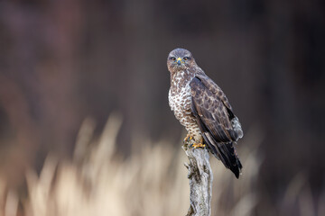 Common buzzard (Buteo buteo) perched on dry branch, sharp gaze, brown and white plumage, dark background, wildlife, bird of prey, nature, close-up, majestic, detailed portrait.