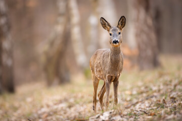 Roe deer (Capreolus capreolus) walking alert on a forest slope, soft brown fur, large ears, natural habitat, early spring, detailed close-up, wild nature, blurred background, peaceful scene.