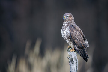 Common buzzard (Buteo buteo) perched on dry branch, sharp gaze, brown and white plumage, dark background, wildlife, bird of prey, nature, close-up, majestic, detailed portrait.
