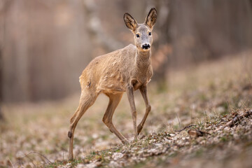 Roe deer (Capreolus capreolus) walking alert on a forest slope, soft brown fur, large ears, natural habitat, early spring, detailed close-up, wild nature, blurred background, peaceful scene.