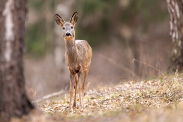 Roe deer (Capreolus capreolus) walking alert on a forest slope, soft brown fur, large ears, natural habitat, early spring, detailed close-up, wild nature, blurred background, peaceful scene.