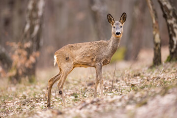 Roe deer (Capreolus capreolus) walking alert on a forest slope, soft brown fur, large ears, natural habitat, early spring, detailed close-up, wild nature, blurred background, peaceful scene.