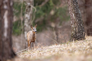 Roe deer (Capreolus capreolus) walking alert on a forest slope, soft brown fur, large ears, natural habitat, early spring, detailed close-up, wild nature, blurred background, peaceful scene.