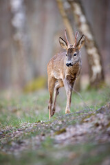 Roe deer (Capreolus capreolus) standing alert among birch trees in spring forest, soft sunlight, antlers, detailed fur, natural habitat, peaceful wildlife scene, blurred background.