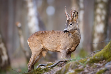 Roe deer (Capreolus capreolus) standing alert among birch trees in spring forest, soft sunlight, antlers, detailed fur, natural habitat, peaceful wildlife scene, blurred background.