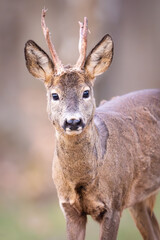 Fototapeta premium Roe deer (Capreolus capreolus) standing alert among birch trees in spring forest, soft sunlight, antlers, detailed fur, natural habitat, peaceful wildlife scene, blurred background.