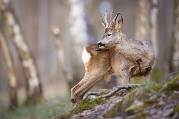 Roe deer (Capreolus capreolus) standing alert among birch trees in spring forest, soft sunlight, antlers, detailed fur, natural habitat, peaceful wildlife scene, blurred background.