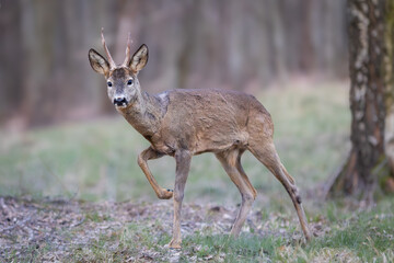 Roe deer (Capreolus capreolus) standing alert among birch trees in spring forest, soft sunlight, antlers, detailed fur, natural habitat, peaceful wildlife scene, blurred background.
