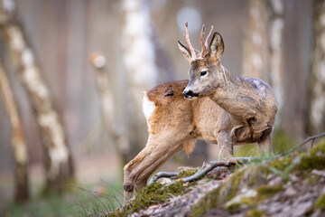 Roe deer (Capreolus capreolus) standing alert among birch trees in spring forest, soft sunlight,...