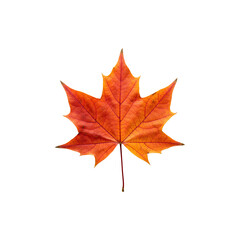 Obraz premium Single red-orange autumn maple leaf centered on a plain white backdrop