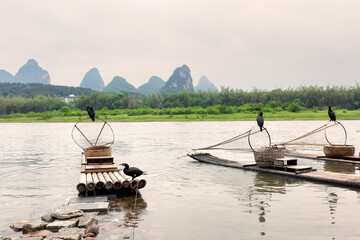 A Cormorant fishing raft on the Li River, Guilin, China. The birds are used in a traditional Chinese fishing technique.