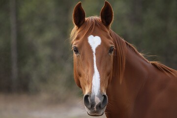 Fototapeta premium Beautiful chestnut horse with white heart on a head