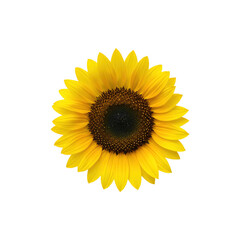 Bright yellow sunflower head in full bloom on white