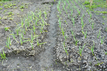 Rows of garlic plants growing in a vegetable garden in spring  