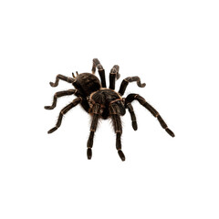 Large brown tarantula spider on a white background